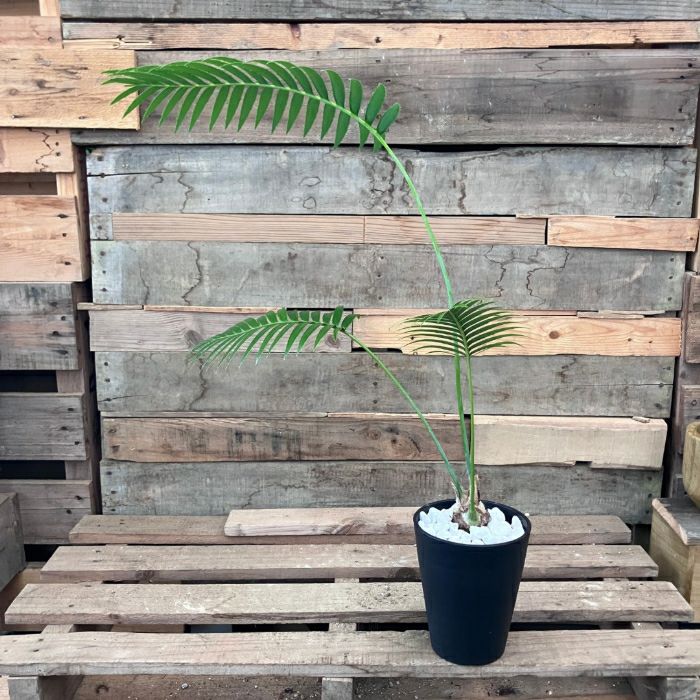 観葉植物現品販売