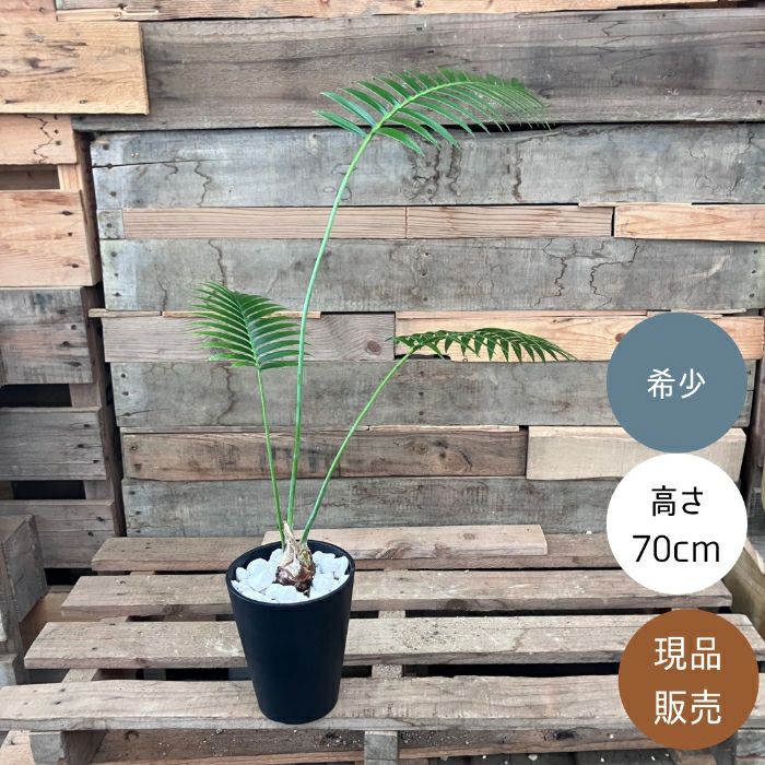 観葉植物現品販売