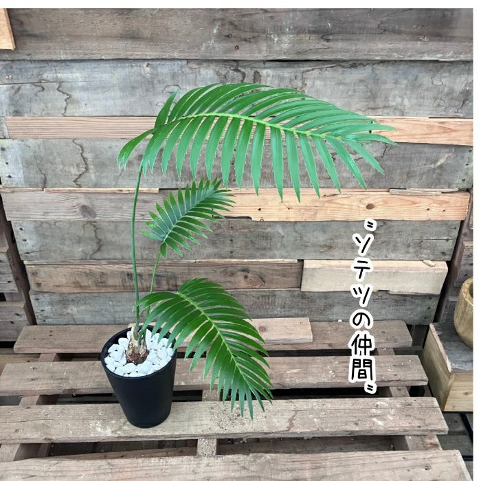 観葉植物現品販売