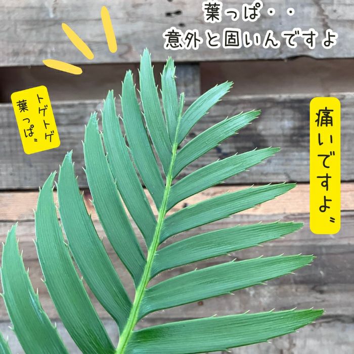 観葉植物現品販売