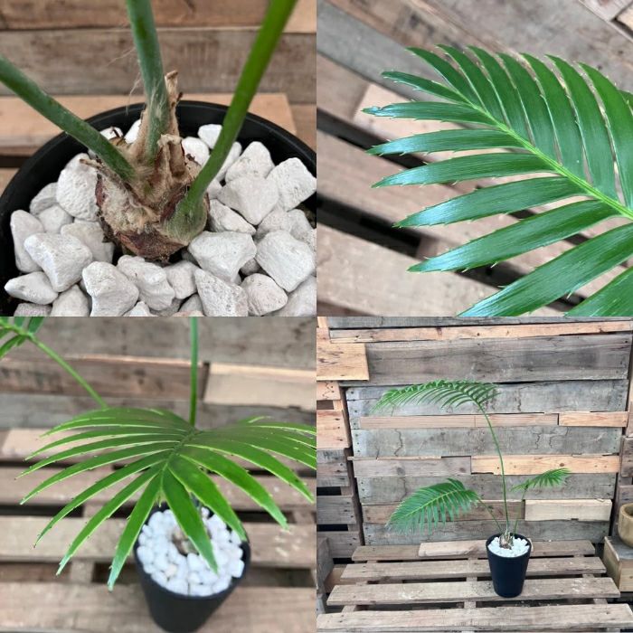 観葉植物現品販売