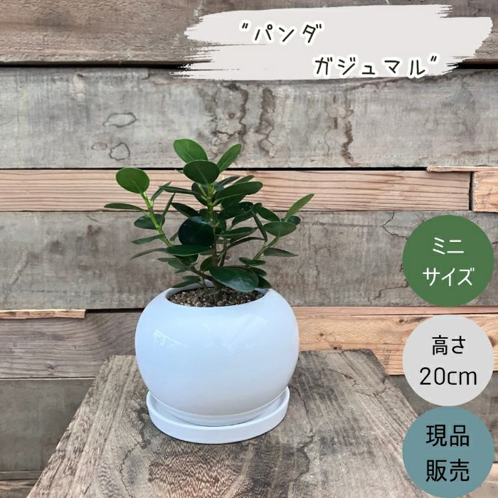 観葉植物現品販売