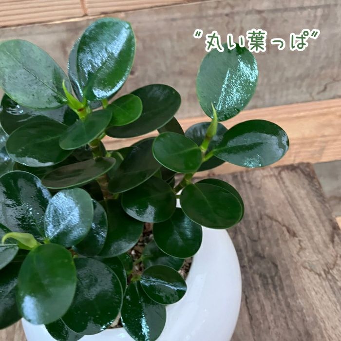 観葉植物現品販売