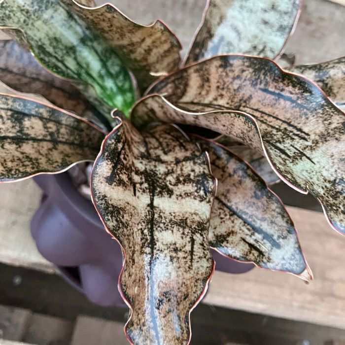 観葉植物現品販売
