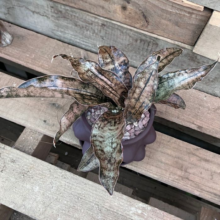 観葉植物現品販売