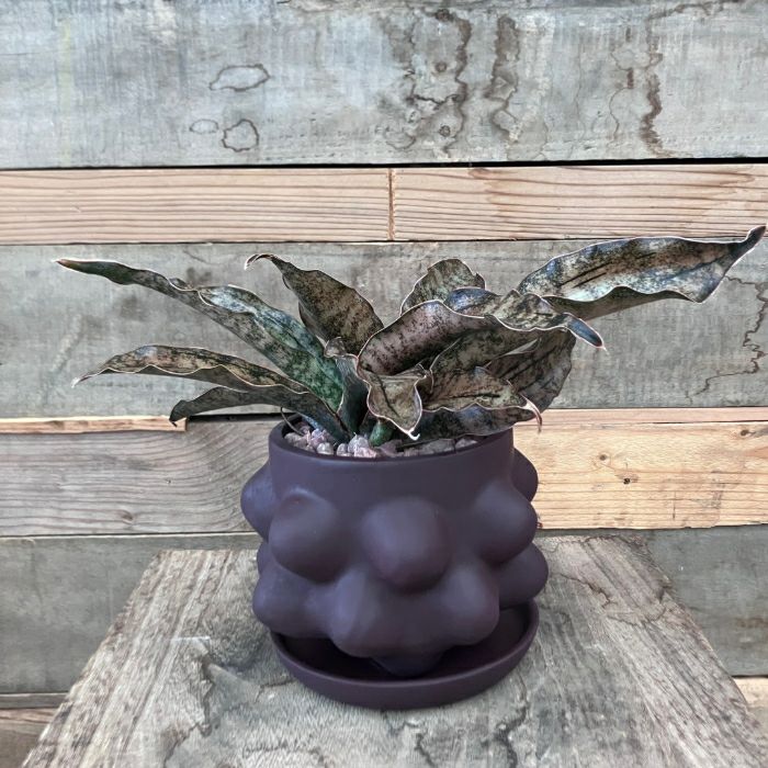 観葉植物現品販売