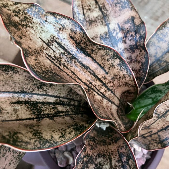 観葉植物現品販売