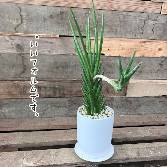 観葉植物現品販売