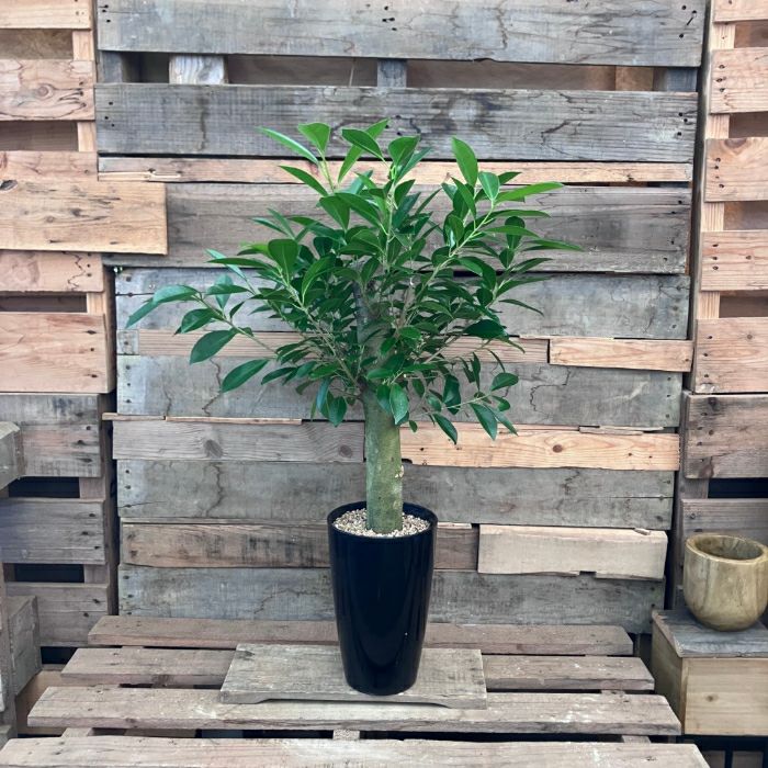 観葉植物現品販売