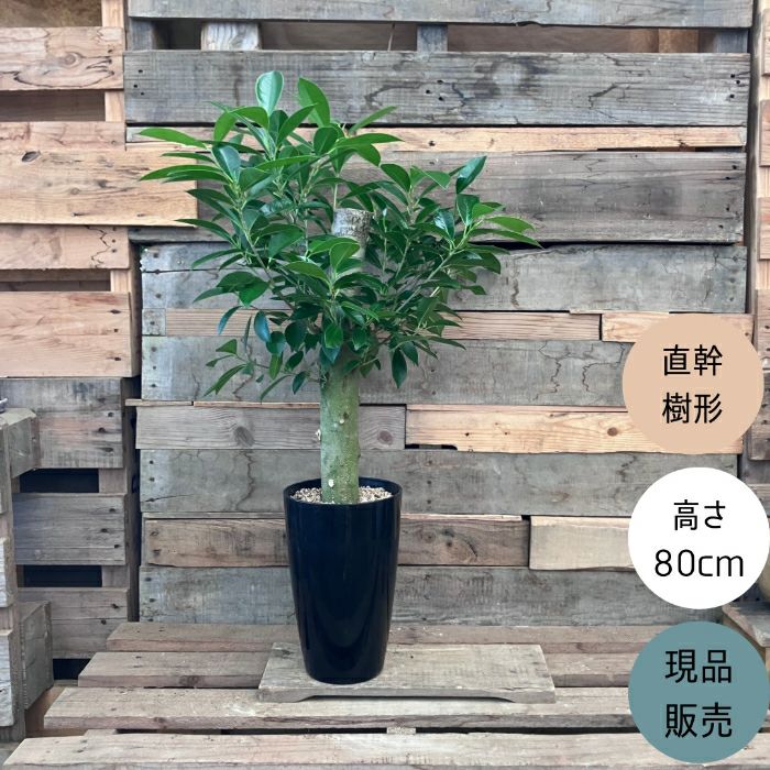 観葉植物現品販売