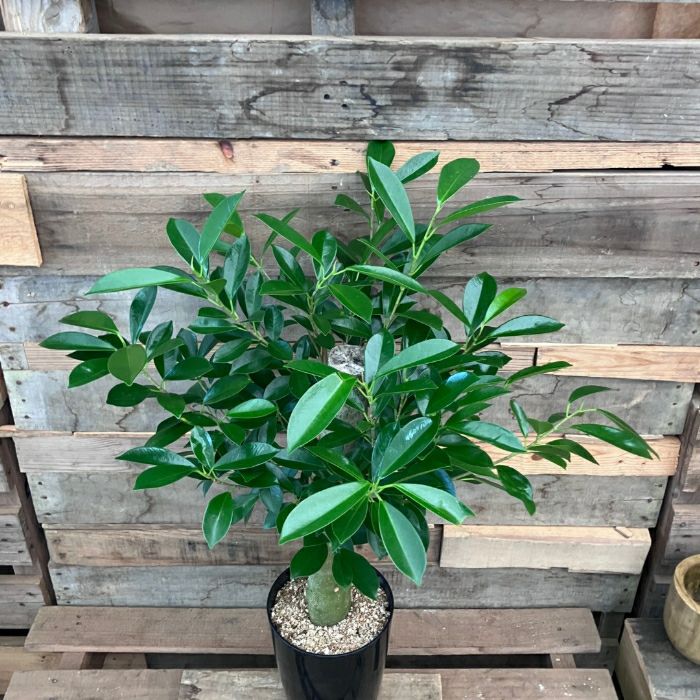 観葉植物現品販売