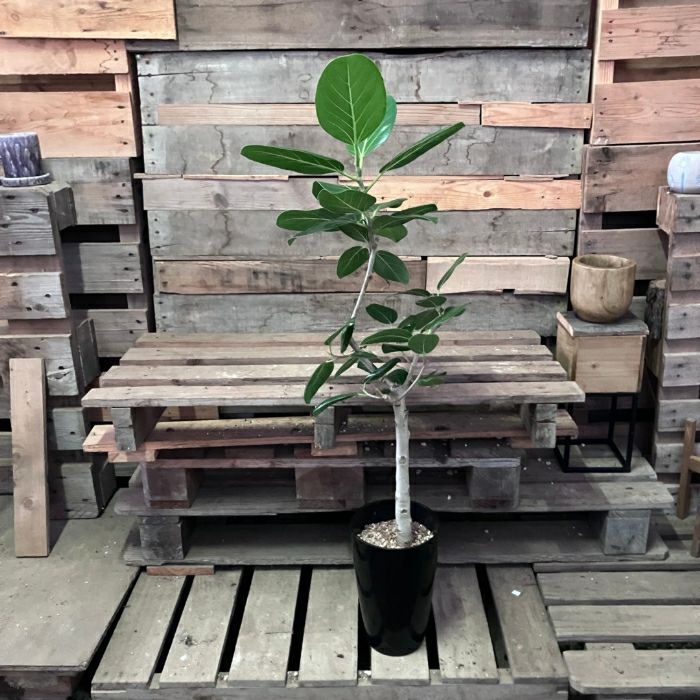 観葉植物現品販売