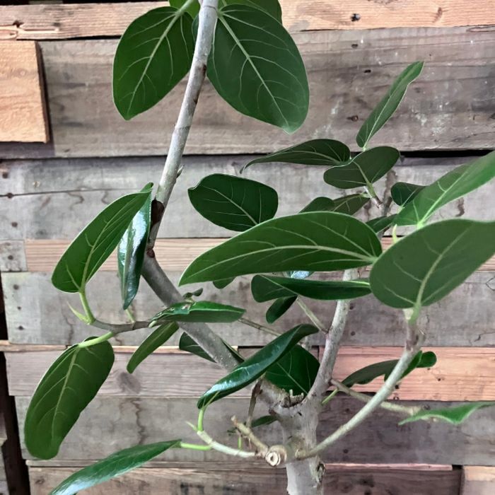 観葉植物現品販売