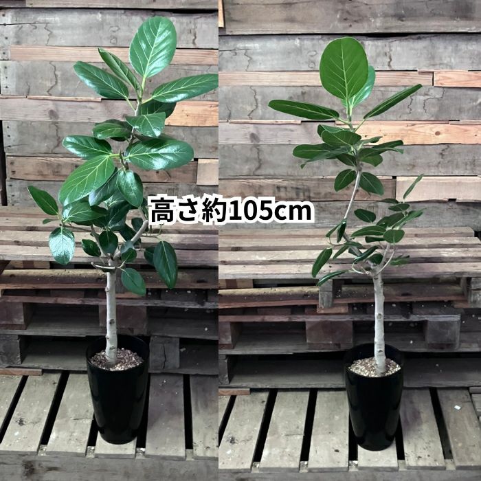 観葉植物現品販売