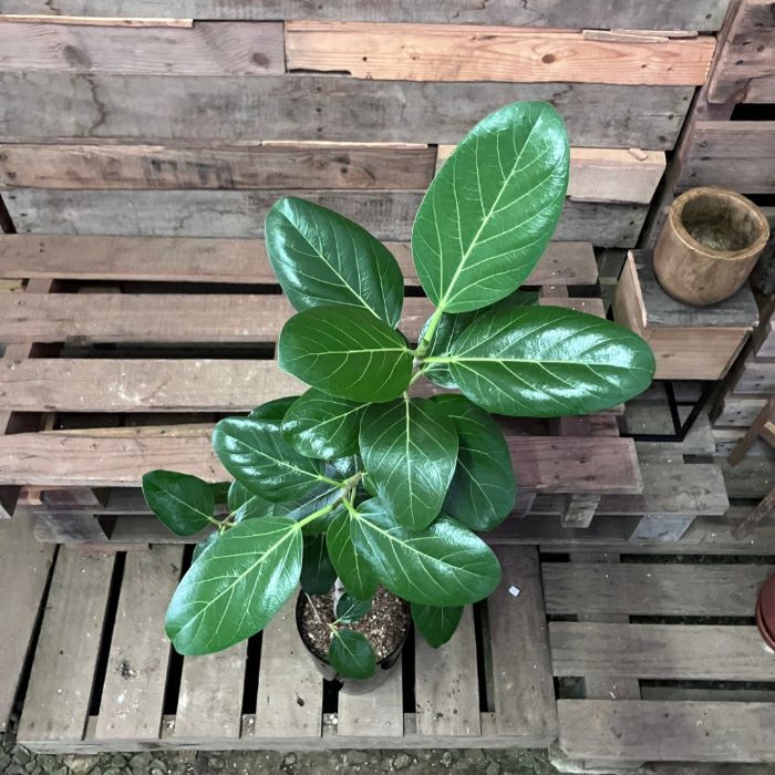 観葉植物現品販売