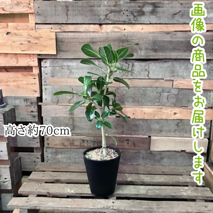観葉植物現品販売