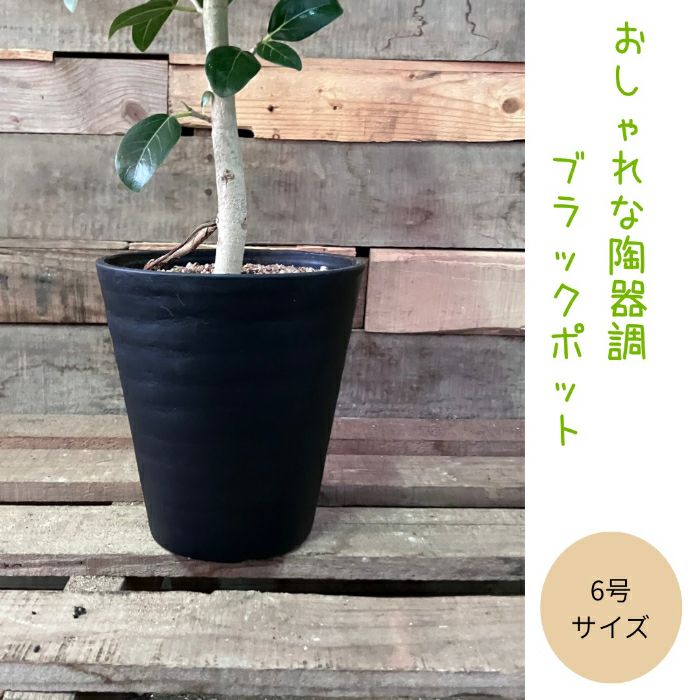 観葉植物現品販売