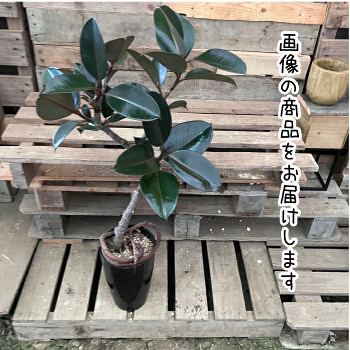 観葉植物現品販売