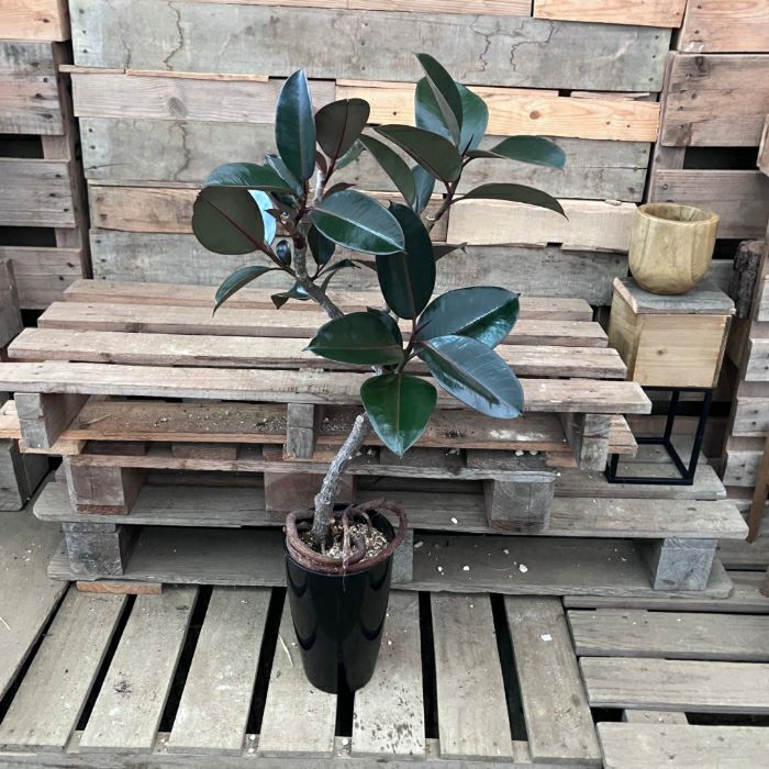 観葉植物現品販売