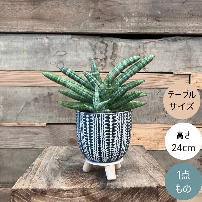 観葉植物現品販売