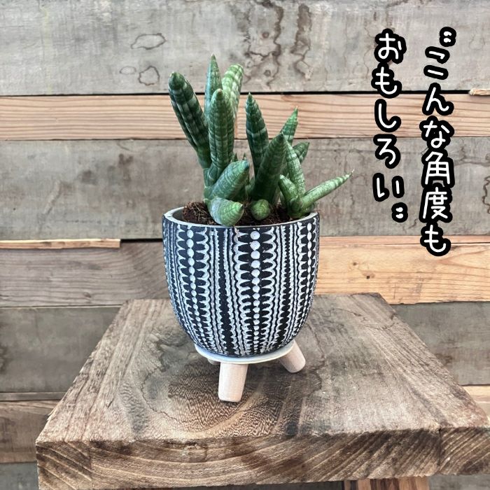 観葉植物現品販売
