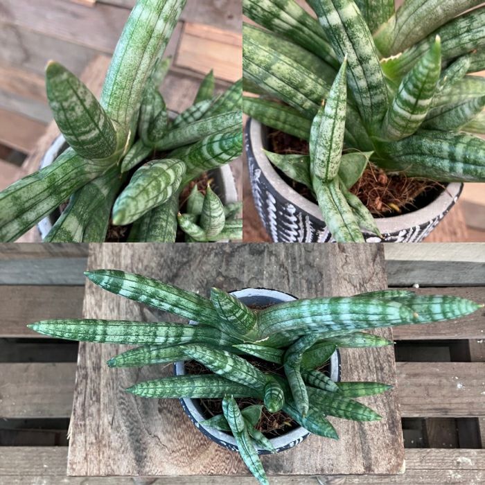 観葉植物現品販売