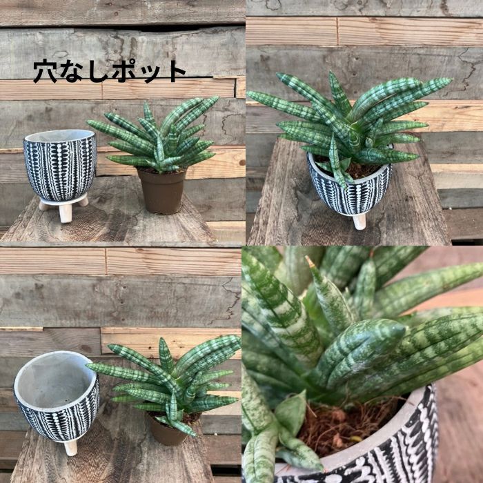 観葉植物現品販売