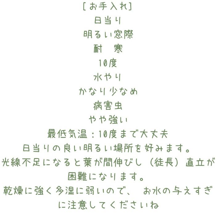 観葉植物現品販売