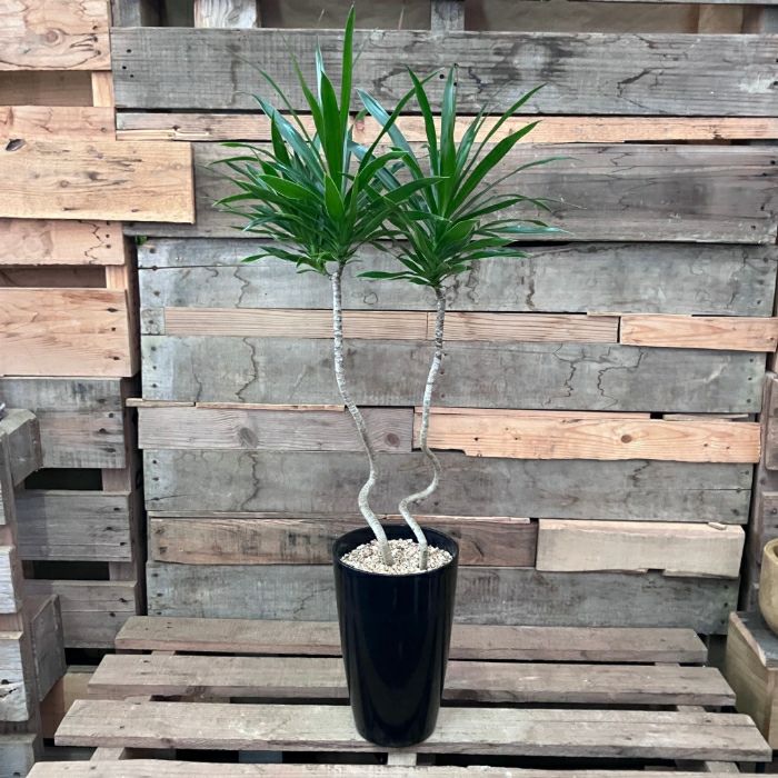 観葉植物現品販売