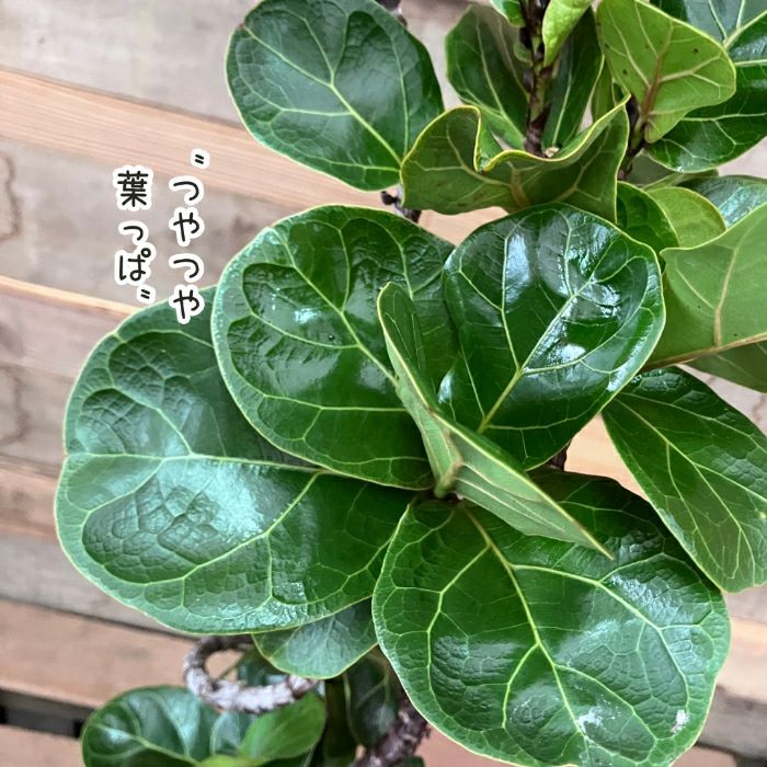 観葉植物現品販売