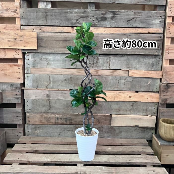 観葉植物現品販売