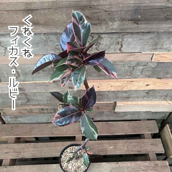 観葉植物現品販売