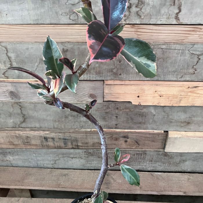 観葉植物現品販売