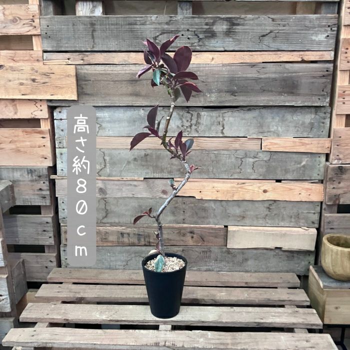 観葉植物現品販売