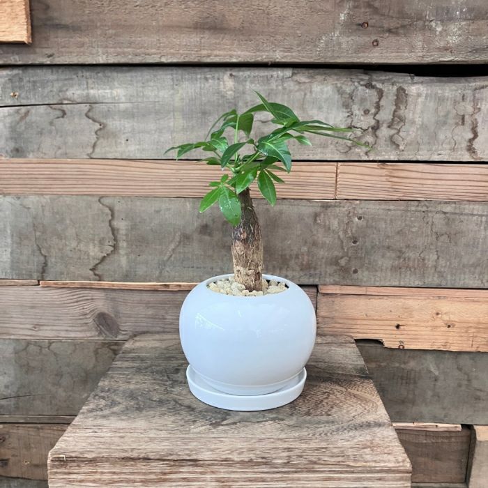 観葉植物現品販売