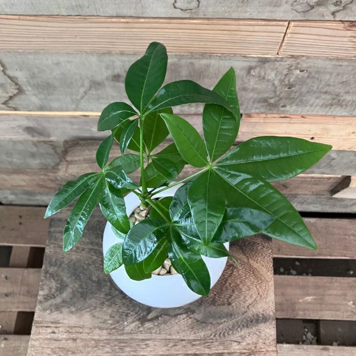 観葉植物現品販売
