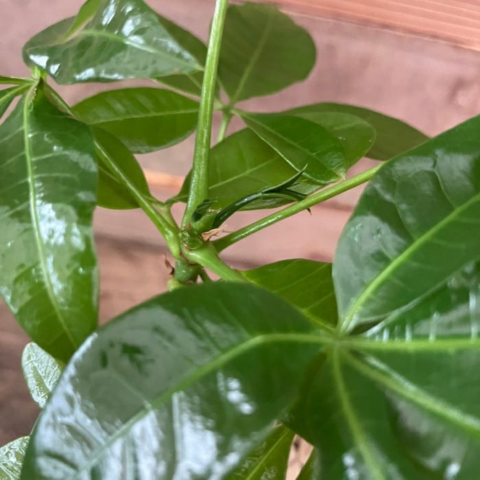 観葉植物現品販売