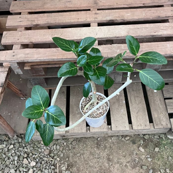 観葉植物現品販売